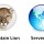 Mac mini serverの基本構築 (Mountain Lion編)